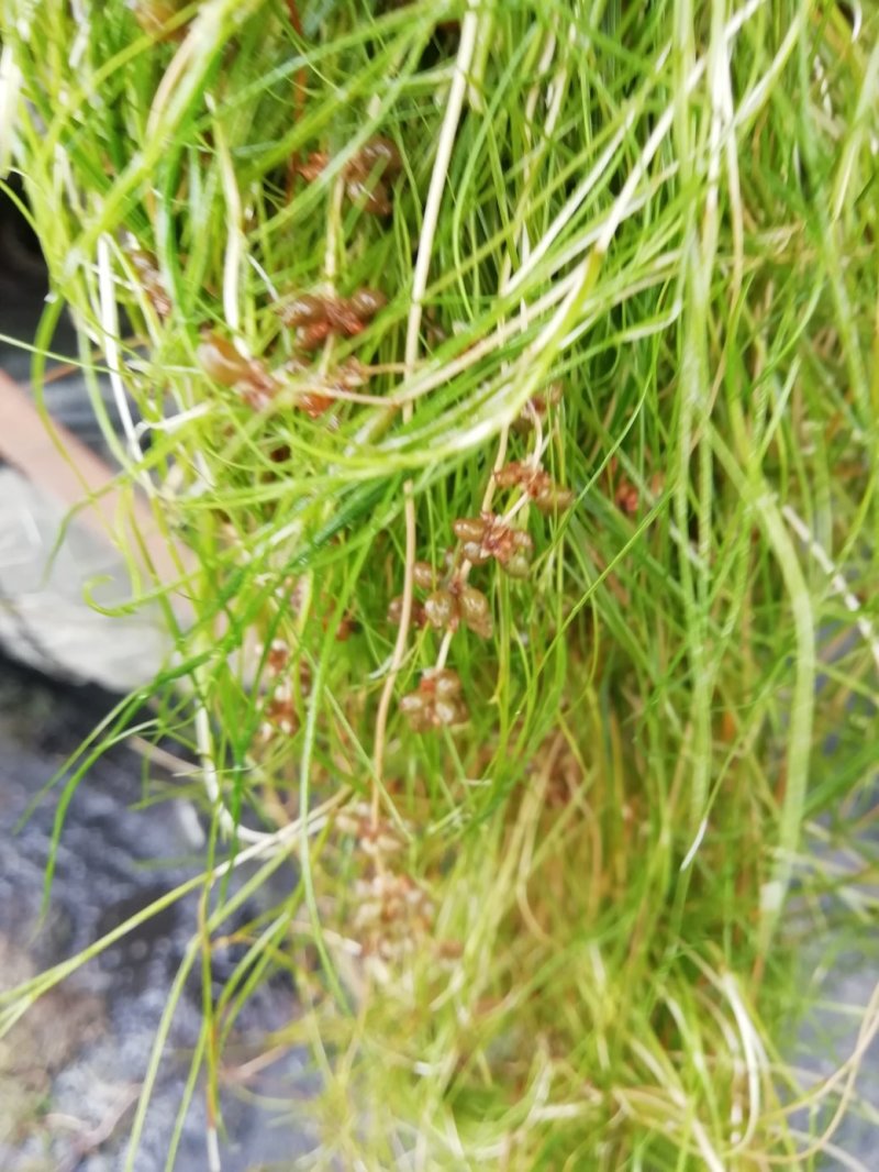 山东苦草篦齿眼子菜水生沉水植物产地直发支持视频看货