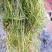 山东苦草篦齿眼子菜水生沉水植物产地直发支持视频看货