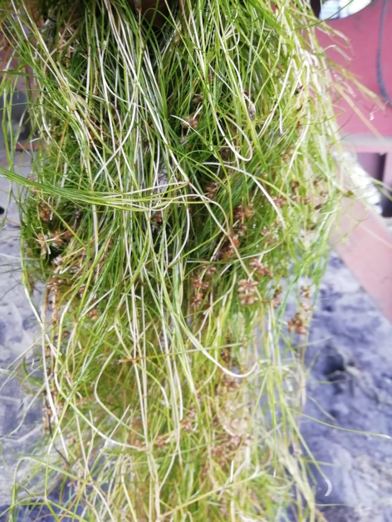 山东苦草篦齿眼子菜水生沉水植物产地直发支持视频看货