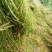 山东苦草篦齿眼子菜水生沉水植物产地直发支持视频看货