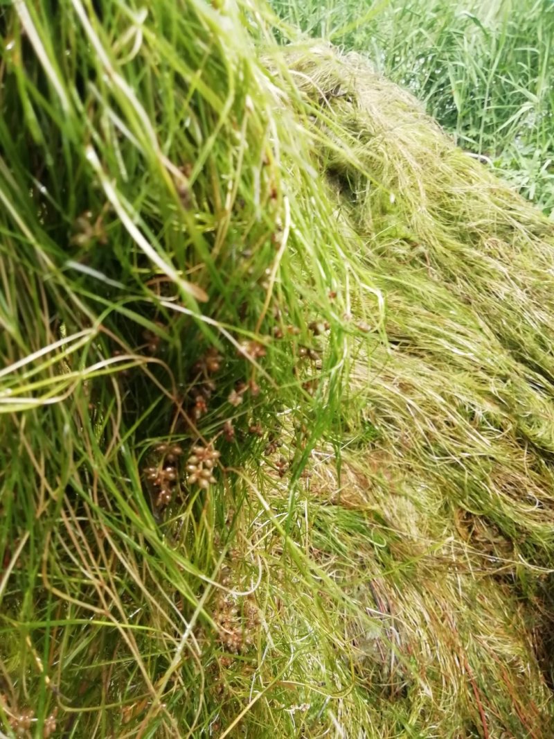 山东苦草篦齿眼子菜水生沉水植物产地直发支持视频看货