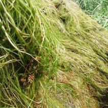 山东苦草篦齿眼子菜水生沉水植物产地直发支持视频看货