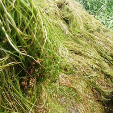 山东苦草篦齿眼子菜水生沉水植物产地直发支持视频看货