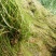 山东苦草篦齿眼子菜水生沉水植物产地直发支持视频看货