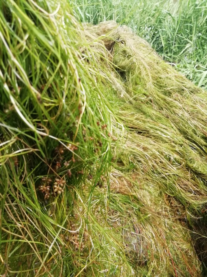 山东苦草篦齿眼子菜水生沉水植物产地直发支持视频看货