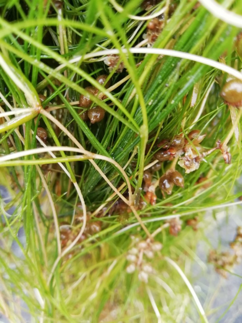 山东苦草篦齿眼子菜水生沉水植物产地直发支持视频看货