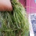 山东苦草篦齿眼子菜水生沉水植物产地直发支持视频看货