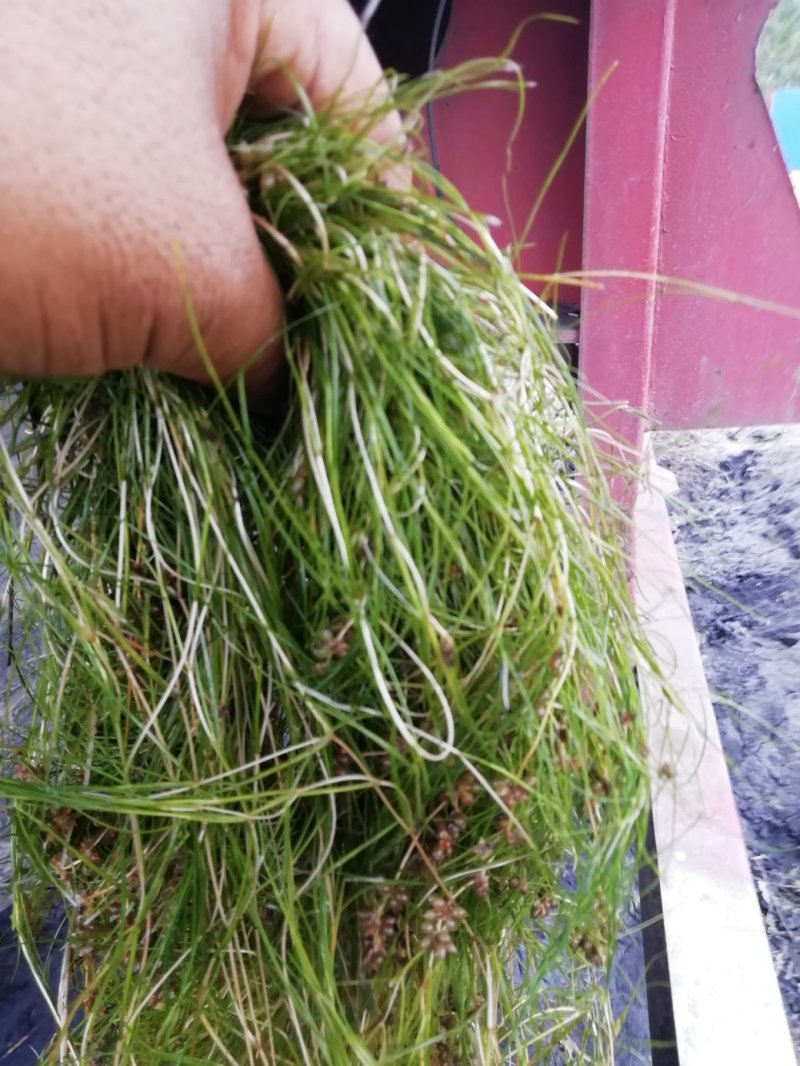 山东苦草篦齿眼子菜水生沉水植物产地直发支持视频看货
