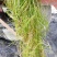 山东苦草篦齿眼子菜水生沉水植物产地直发支持视频看货