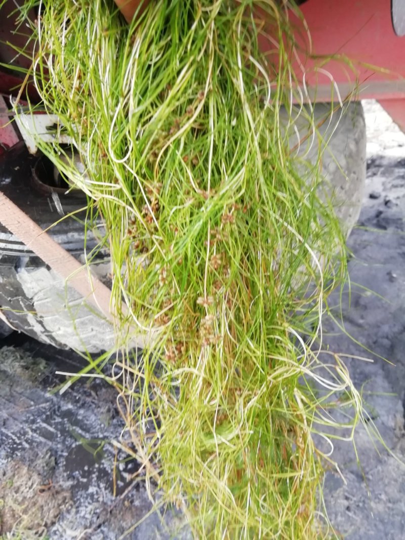 山东苦草篦齿眼子菜水生沉水植物产地直发支持视频看货