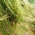 山东苦草篦齿眼子菜水生沉水植物产地直发支持视频看货