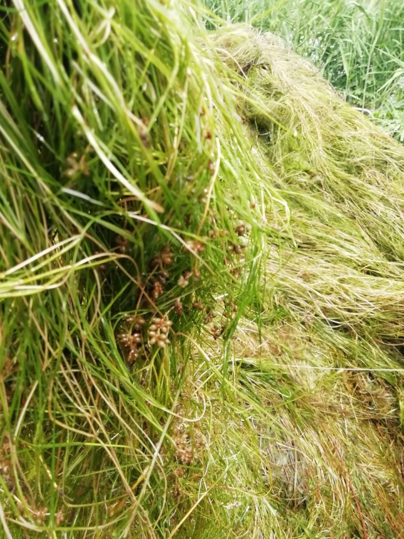 山东苦草篦齿眼子菜水生沉水植物产地直发支持视频看货