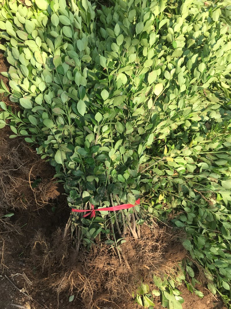 江苏优质卫矛卫矛苗卫矛球苗圃基地直发现挖现卖可视频看货