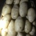新土豆