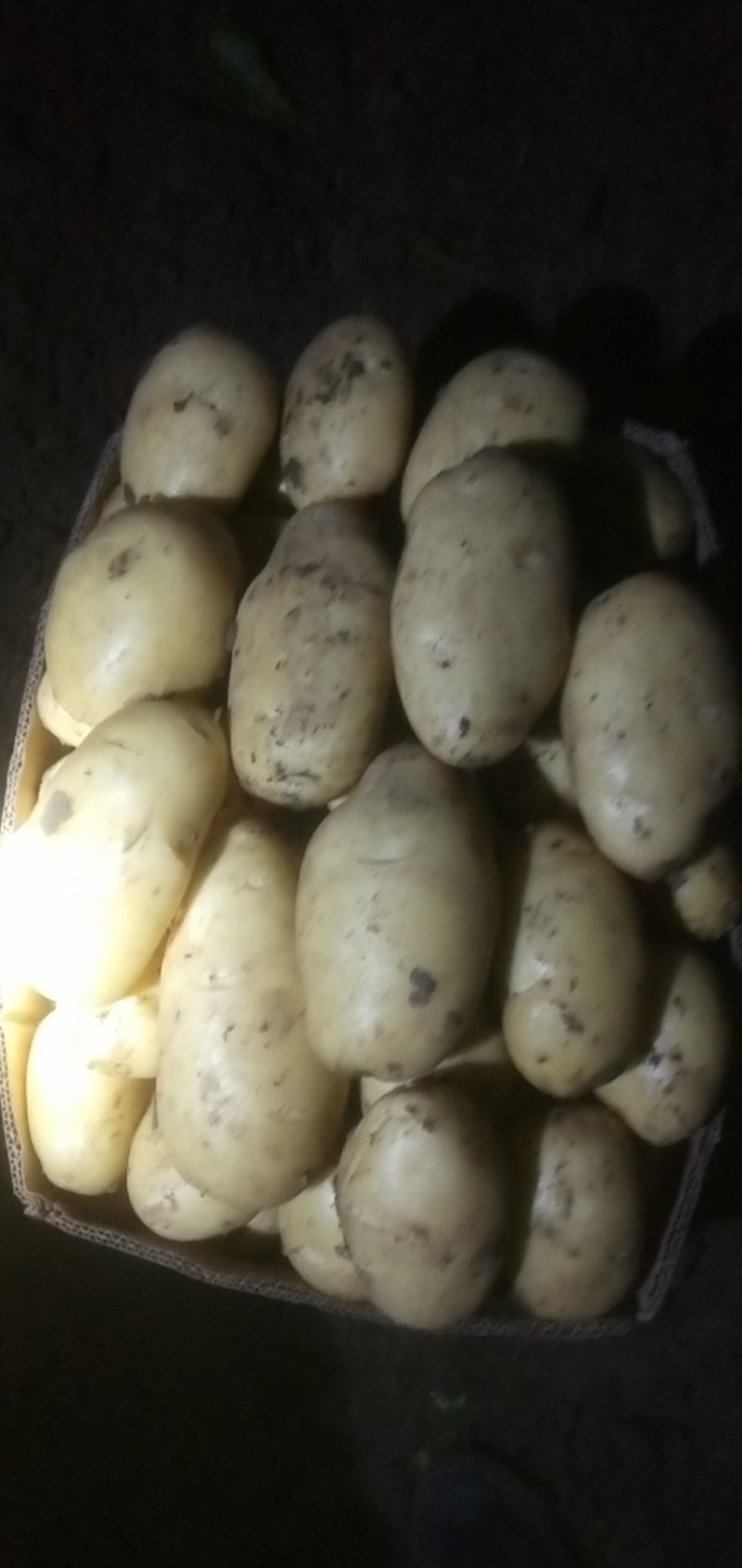 新土豆