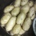 新土豆