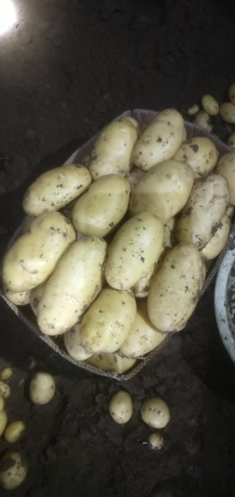 新土豆