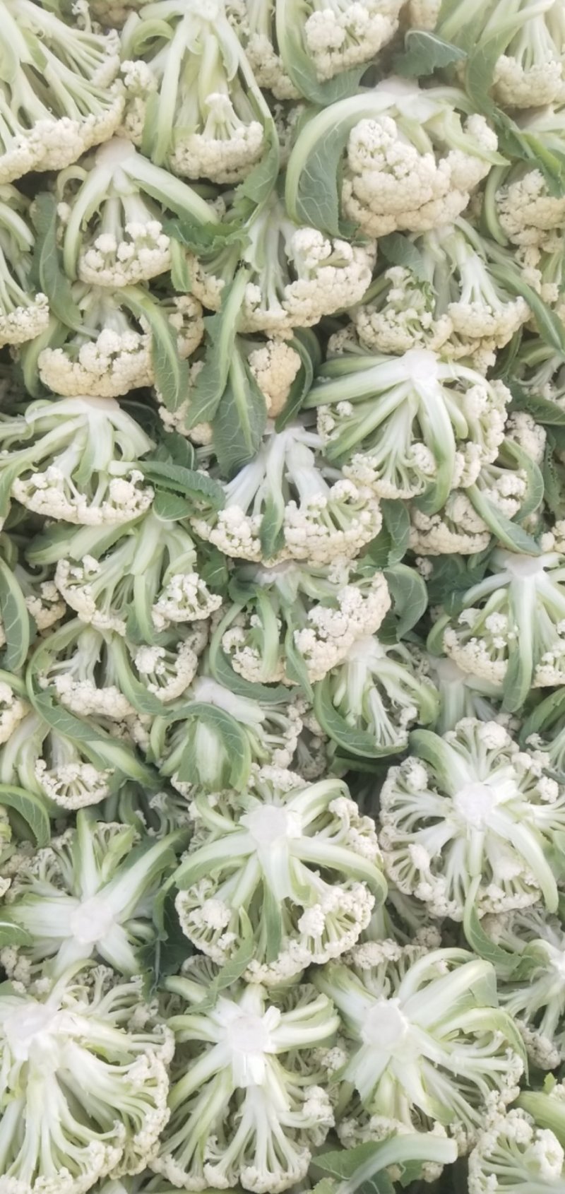 新土豆