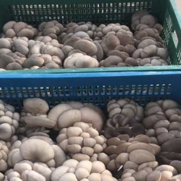 陕西精品反季节黑灰平菇上市了。