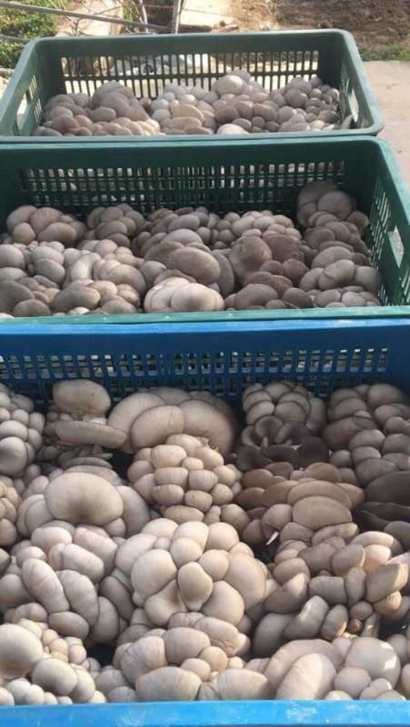 陕西精品反季节黑灰平菇上市了。