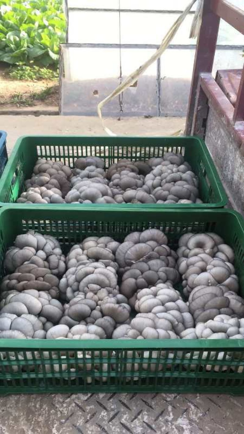 陕西精品反季节黑灰平菇上市了。
