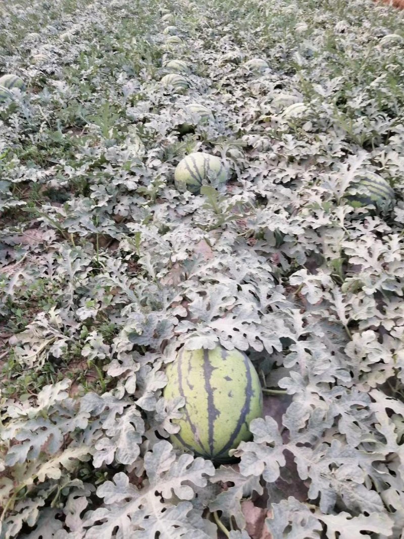 【推荐】甜王西瓜基地直发，货源充足，欢迎实地考察合作