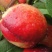 油桃酸甜可口，可以视频看货，货好不好你说算