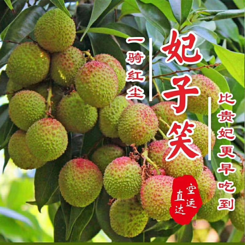 广西灵山荔枝妃子笑应季水果大量供应串果，粒果