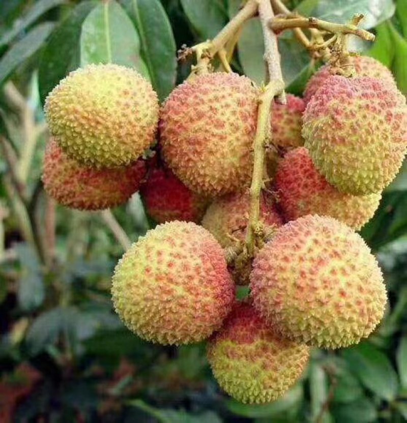 广西灵山荔枝妃子笑应季水果大量供应串果，粒果