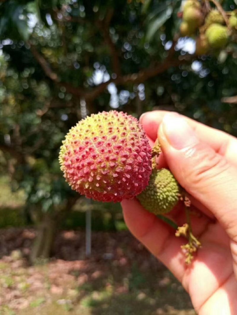 广西灵山荔枝妃子笑应季水果大量供应串果，粒果