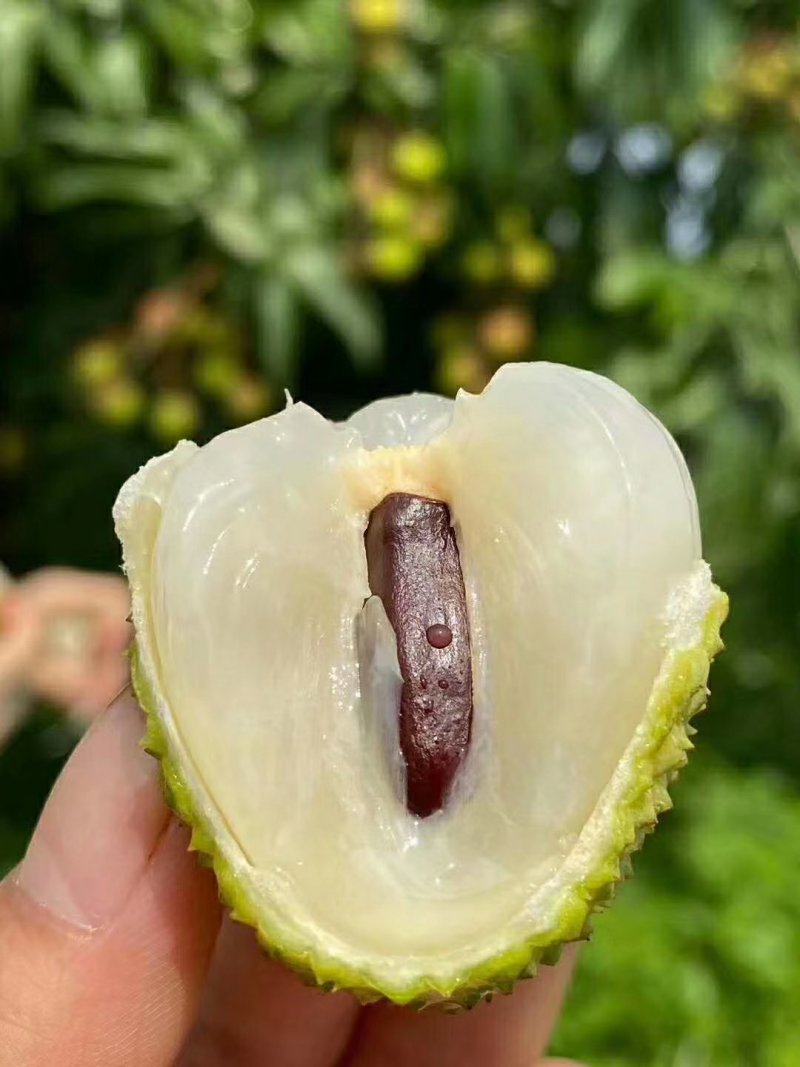 广西灵山荔枝妃子笑应季水果大量供应串果，粒果
