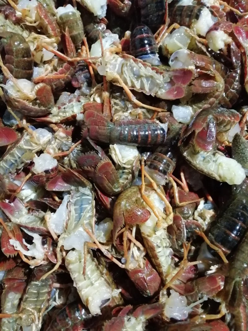 小龙虾鲜虾尾冻品虾尾酒店虾尾虾球小龙虾虾仁，