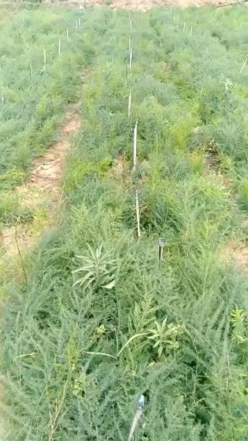 云南丽江优质大天冬苗，现货100万苗！不与劣质品种拼价格