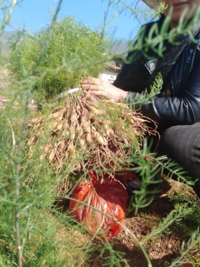 云南丽江优质大天冬苗，现货100万苗！不与劣质品种拼价格