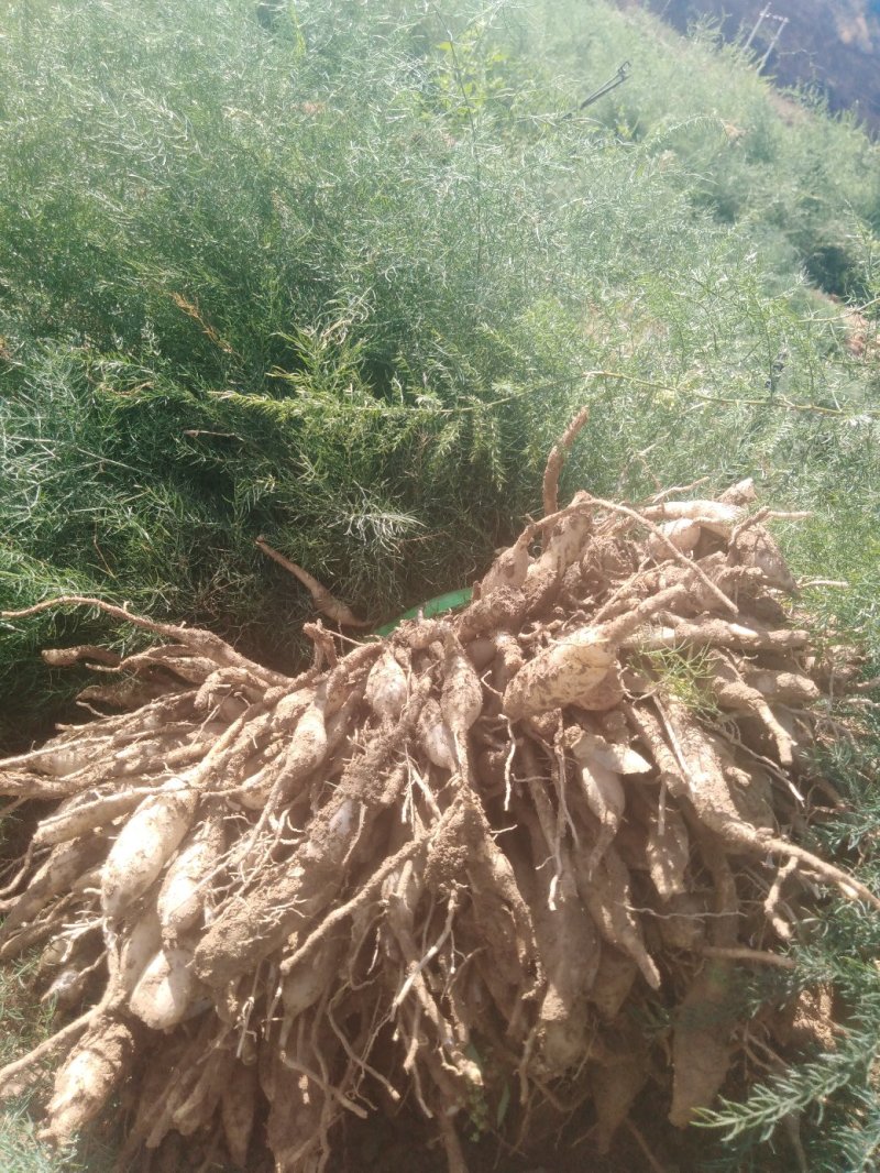 云南丽江优质大天冬苗，现货100万苗！不与劣质品种拼价格