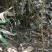 野生土伏苓、新鲜野生土伏苓，当天挖，当天发。