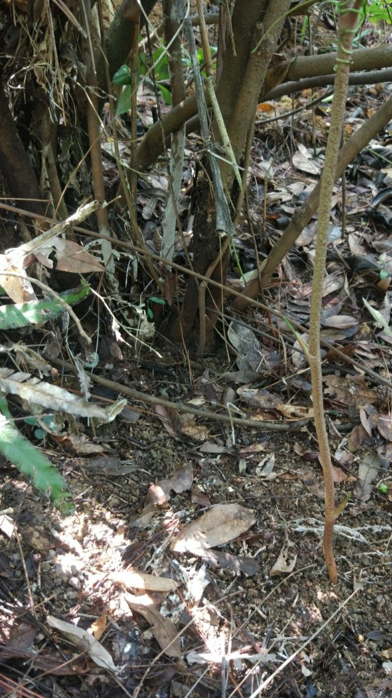 野生土伏苓、新鲜野生土伏苓，当天挖，当天发。