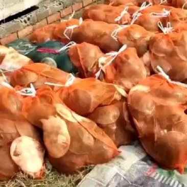 生态甲鱼38元一只包邮，可以吃，可以放养外塘水库。