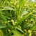 草珠子种子菩提子草菩提手链草珠门帘多年生发芽率高