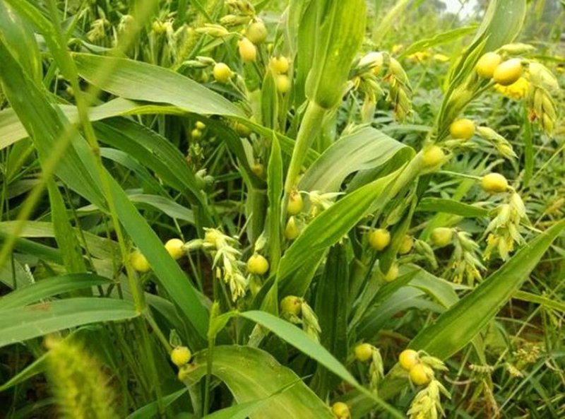 草珠子种子菩提子草菩提手链草珠门帘多年生发芽率高