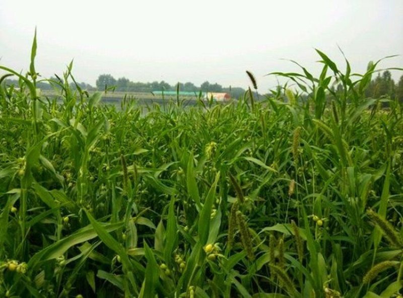 草珠子种子菩提子草菩提手链草珠门帘多年生发芽率高