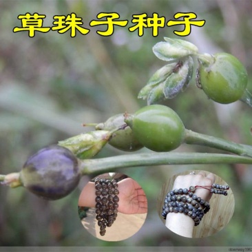 草珠子种子菩提子草菩提手链草珠门帘多年生发芽率高