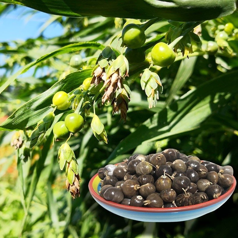 草珠子种子菩提子草菩提手链草珠门帘多年生发芽率高