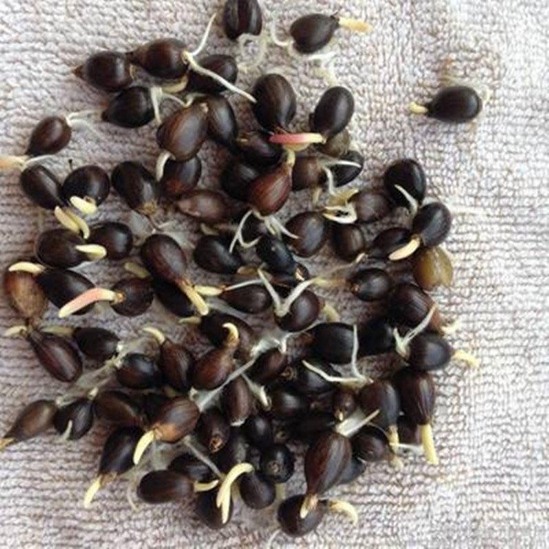 草珠子种子菩提子草菩提手链草珠门帘多年生发芽率高