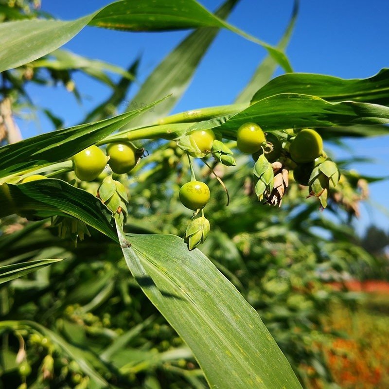 草珠子种子菩提子草菩提手链草珠门帘多年生发芽率高