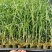 【基地直销】牧草种苗芦竹（进口）量大从优欢迎选购