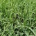 【基地直销】牧草种苗芦竹（进口）量大从优欢迎选购