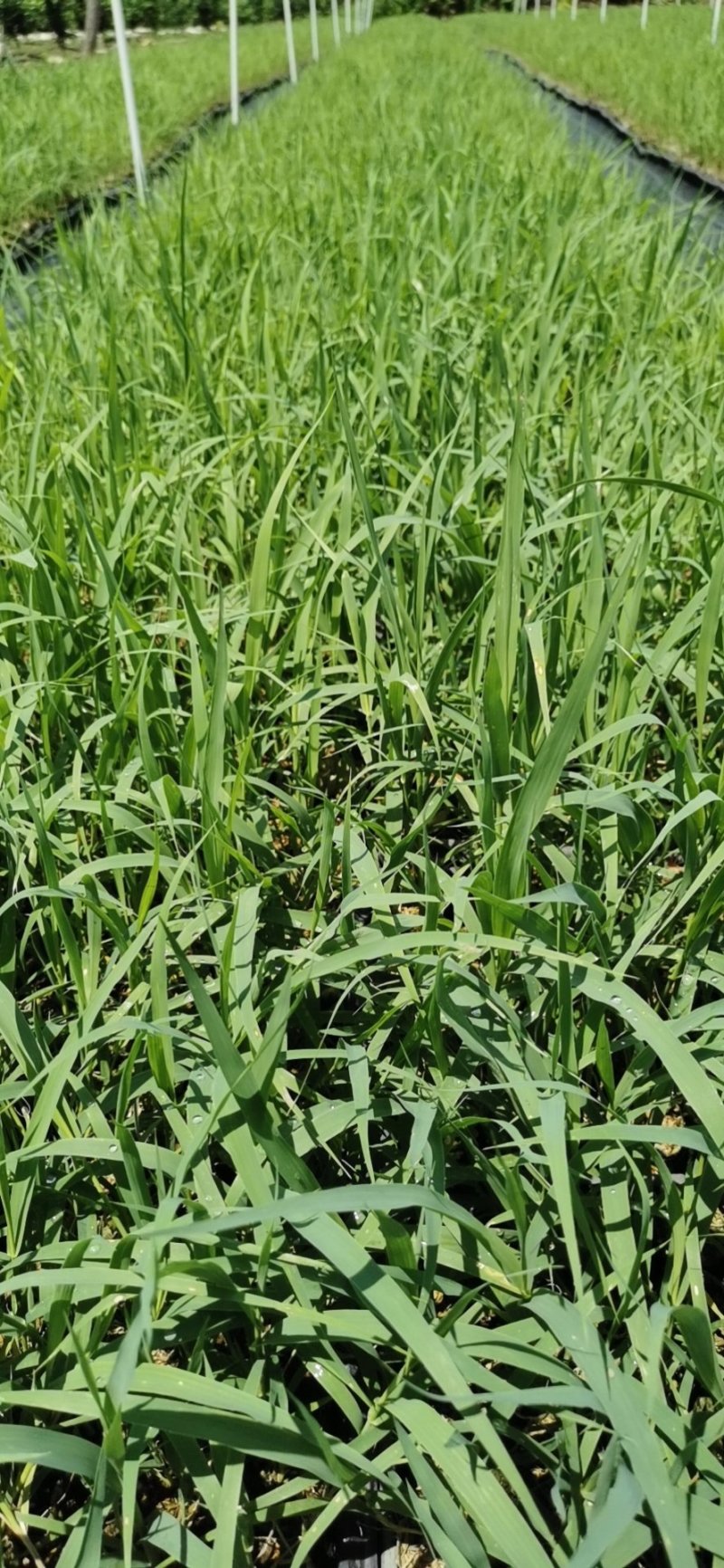 【基地直销】牧草种苗芦竹（进口）量大从优欢迎选购