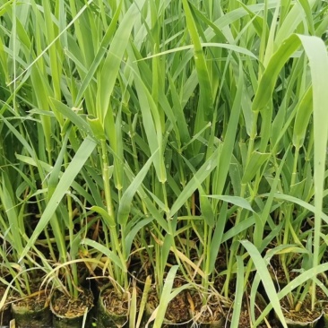【基地直销】牧草种苗芦竹（进口）量大从优欢迎选购