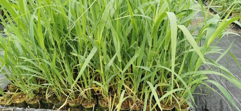 【基地直销】牧草种苗芦竹（进口）量大从优欢迎选购